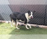 Small #1 Australian Shepherd Mix