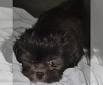 Small #3 Shih Tzu