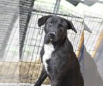 Small #2 Labrador Retriever-Plott Hound Mix