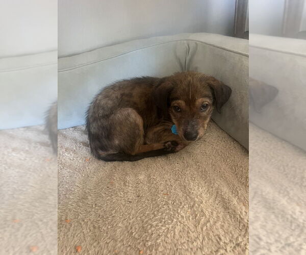 Medium Photo #2 Shepradors Puppy For Sale in Brewster, NY, USA