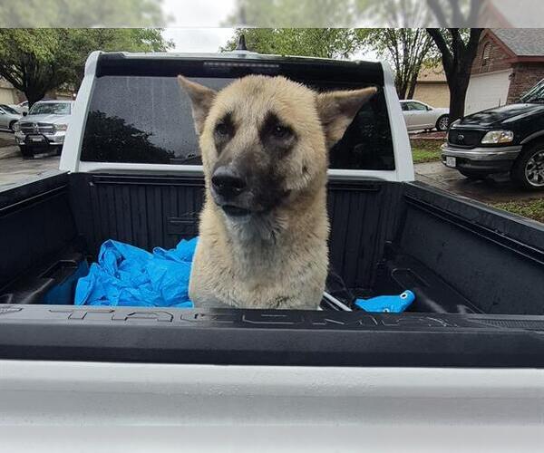 Medium Photo #1 German Shepherd Dog-Unknown Mix Puppy For Sale in San Antonio, TX, USA
