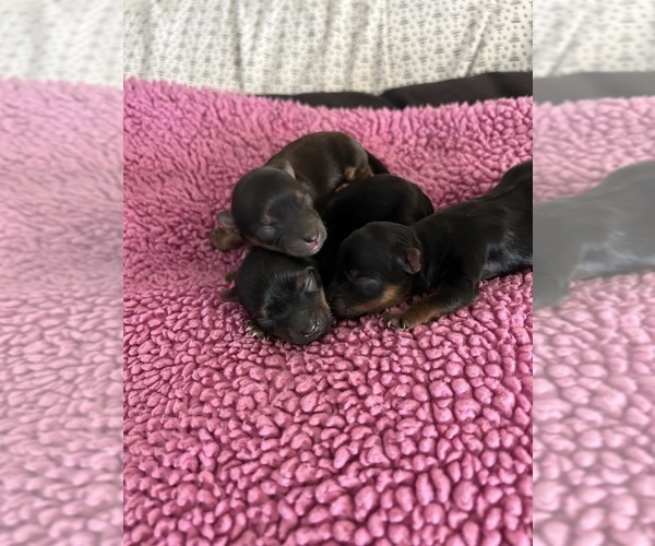 Medium Photo #1 Yorkshire Terrier Puppy For Sale in REDLANDS, CA, USA