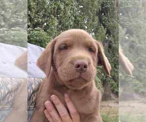 Labrador Retriever Puppy for sale in ROYAL CITY, WA, USA
