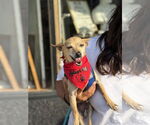 Small #4 Chihuahua