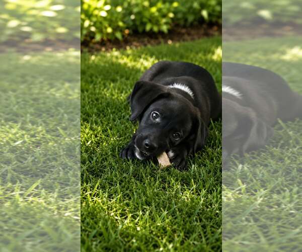 Medium Photo #2 Labrador Retriever-Unknown Mix Puppy For Sale in Oakhurst, NJ, USA