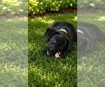 Small #1 Labrador Retriever Mix