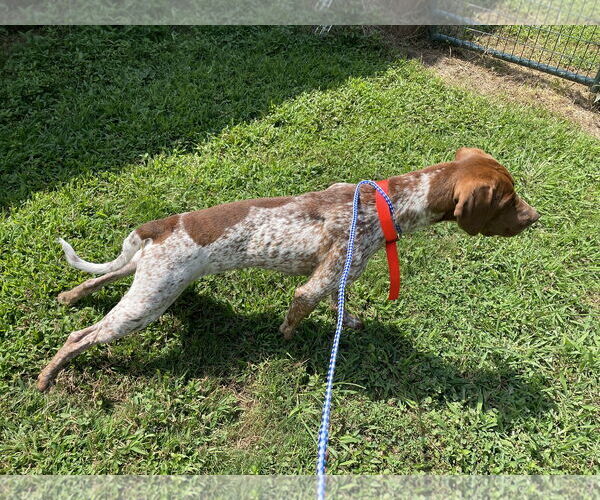 Medium Photo #3 German Shorthaired Pointer-Unknown Mix Puppy For Sale in Columbus, IN, USA