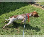 Small #2 German Shorthaired Pointer Mix