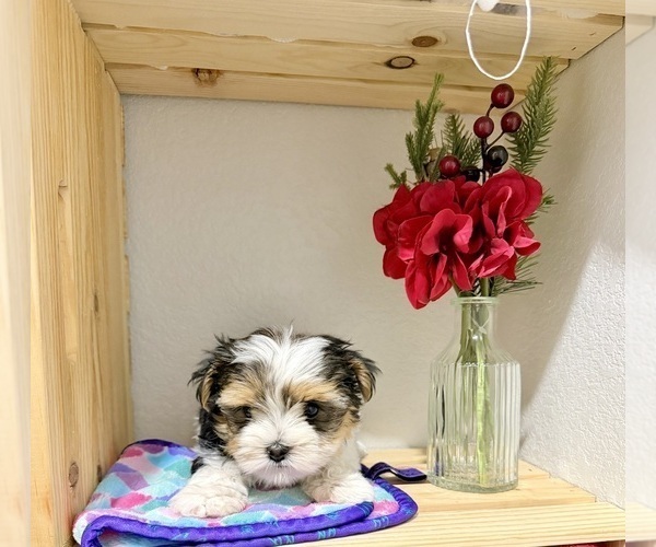 Medium Photo #5 Morkie Puppy For Sale in CASSVILLE, MO, USA