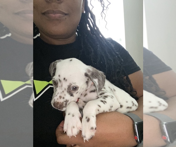 Medium Photo #3 Dalmatian Puppy For Sale in RIDGELAND, MS, USA
