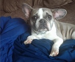 Small Photo #1 French Bulldog Puppy For Sale in GREENWICH, OH, USA