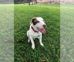 Small #3 Mutt