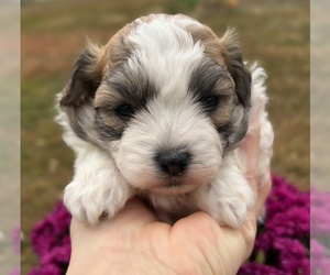 Zuchon Puppy for Sale in FAIRBANK, Iowa USA