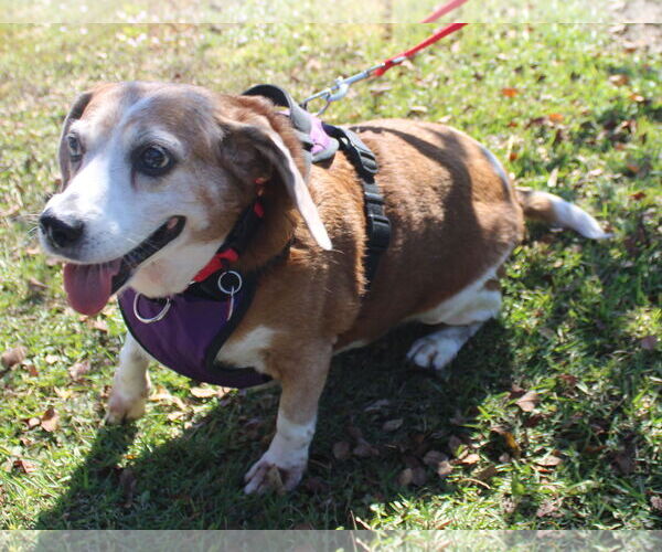 Medium Photo #3 Beagle Puppy For Sale in Dunnellon, FL, USA