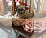 Small Photo #4 Shih Tzu Puppy For Sale in BRIDGETON, NJ, USA