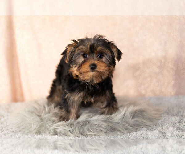 Full screen Photo #10 Yorkshire Terrier Puppy For Sale in NAPPANEE, IN, USA