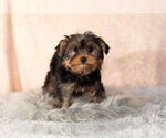 Small Photo #10 Yorkshire Terrier Puppy For Sale in NAPPANEE, IN, USA