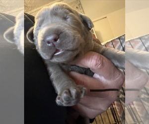 Labrador Retriever Puppy for sale in OSYKA, MS, USA