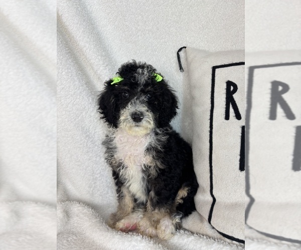 Medium Photo #4 Bernedoodle Puppy For Sale in GREENFIELD, IN, USA