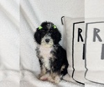 Small #3 Bernedoodle