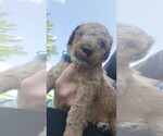 Image preview for Ad Listing. Nickname: Danny