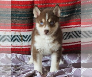 Medium Siberian Husky