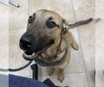 Small German Shepherd Dog Mix