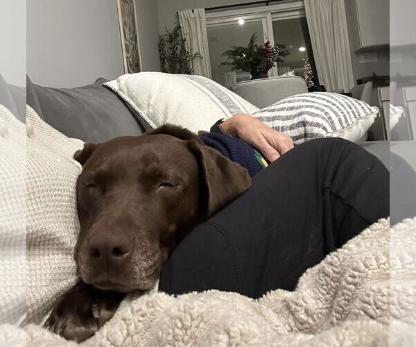 Medium Photo #5 Lab-Pointer Puppy For Sale in Oakhurst, NJ, USA