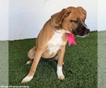 Small #1 Boxador