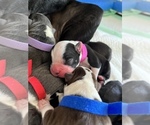 Small Photo #3 Boston Terrier Puppy For Sale in COTTONWOOD, CA, USA