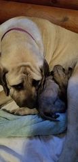 Mother of the Mastiff puppies born on 05/14/2018