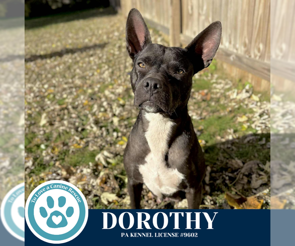 Medium Photo #8 Mutt Puppy For Sale in Kimberton, PA, USA