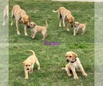 Puppy Purple Labrador Retriever