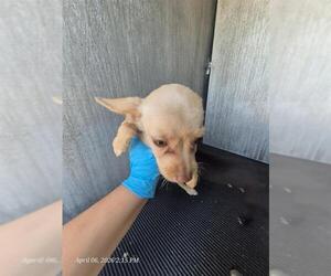 Chihuahua Dogs for adoption in San Antonio, TX, USA