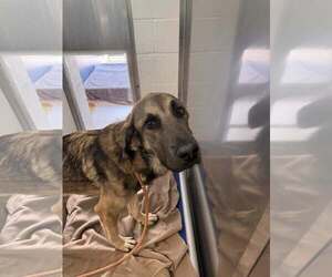 German Shepherd Dog-Unknown Mix Dogs for adoption in Rowlett, TX, USA