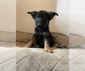 German Shepherd Dog Puppy for sale in RIVERDALE, GA, USA