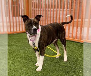 Mutt Dogs for adoption in Las Vegas, NV, USA
