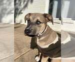 Small Labrador Retriever Mix