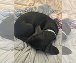 Small #2 Boxer Mix