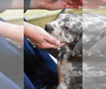 Small Photo #16 Great Dane Puppy For Sale in DANIELSON, CT, USA