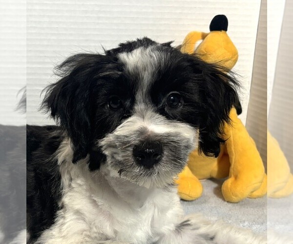 Medium Photo #3 Schnauzer (Miniature) Puppy For Sale in MORENO VALLEY, CA, USA