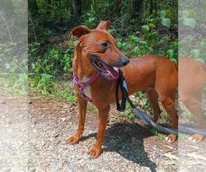 Mutt Dogs for adoption in Farmerville, LA, USA