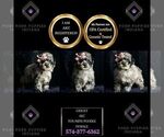 Small Photo #10 Poodle (Miniature) Puppy For Sale in WARSAW, IN, USA