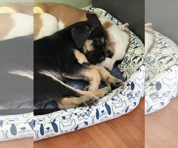 Medium Photo #16 Australian Shepherd-Unknown Mix Puppy For Sale in Valrico, FL, USA