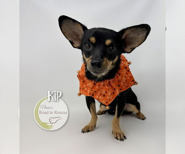 Medium Photo #2 Chiranian Puppy For Sale in Benton, LA, USA