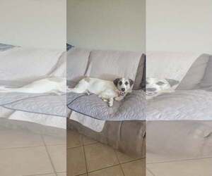 Anatolian Shepherd Dogs for adoption in Coldwater, MI, USA