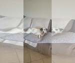 LUA - Female Anatolian Shepherd Dog for Adoption - Small photo
