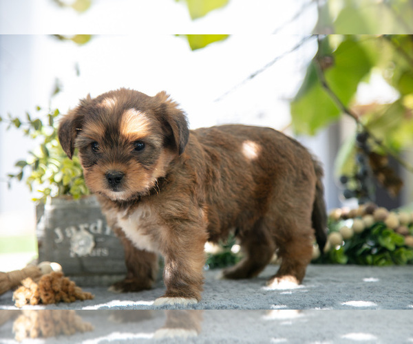 Medium Photo #7 Shorkie Tzu Puppy For Sale in KIRKWOOD, PA, USA