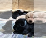 Small #6 Labrador Retriever