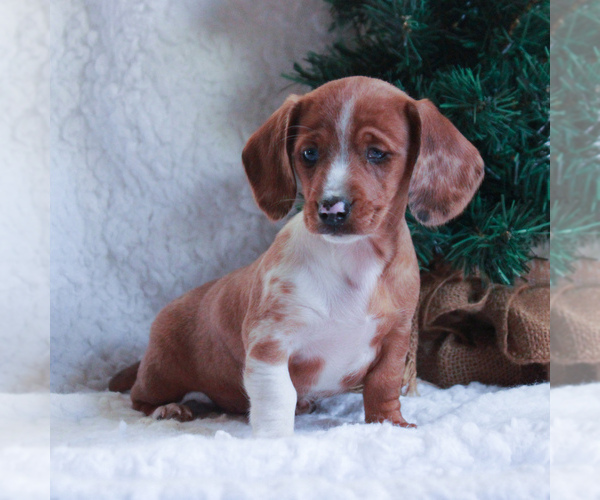 Medium Photo #1 Dachshund Puppy For Sale in GAP, PA, USA